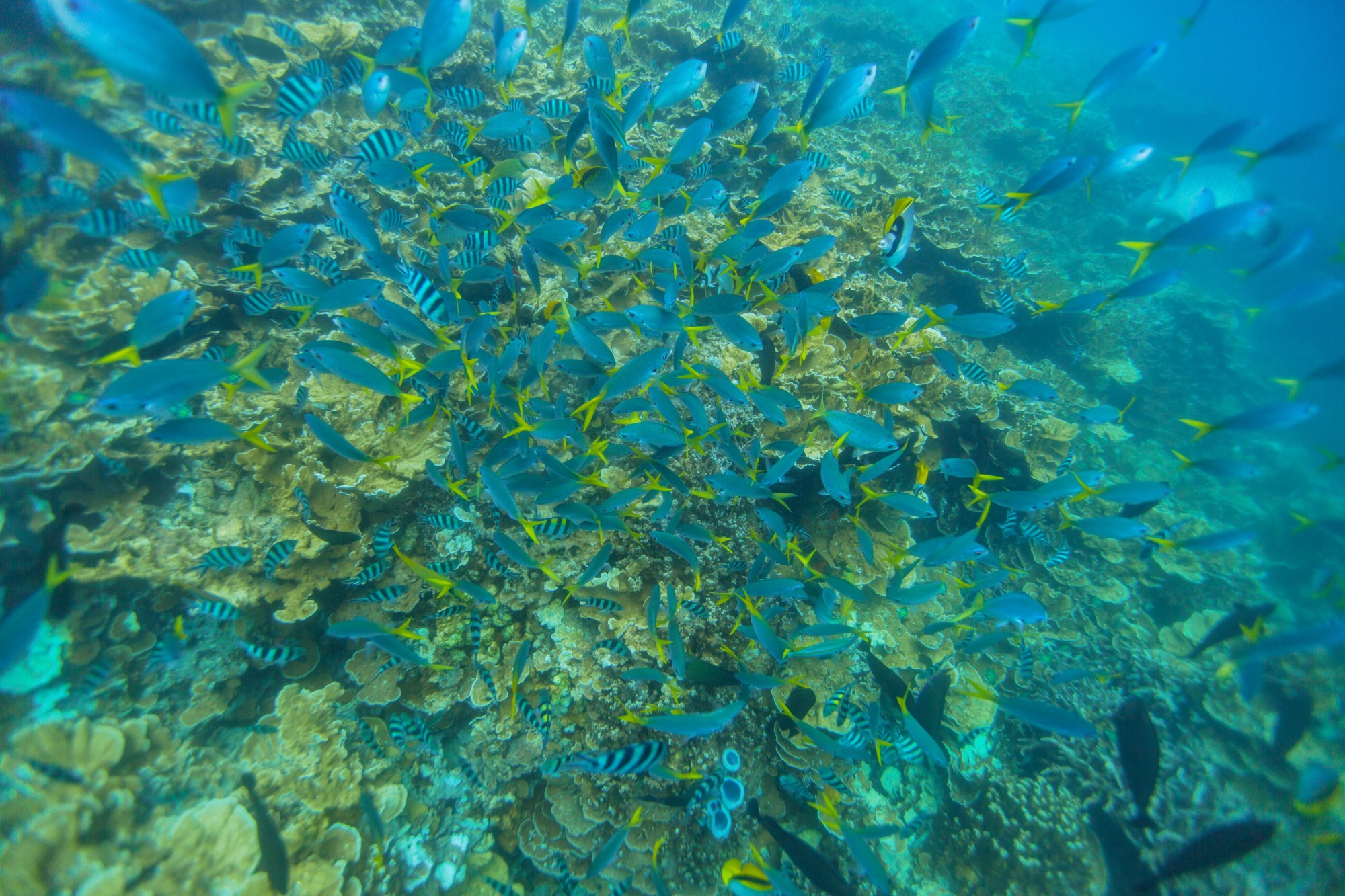 一定是特别的缘分——帕劳，再遇见「周若雪Patty」·上