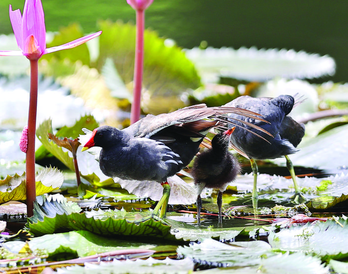 红冠水鸡喜欢生活在什么地方,红冠野生水鸡