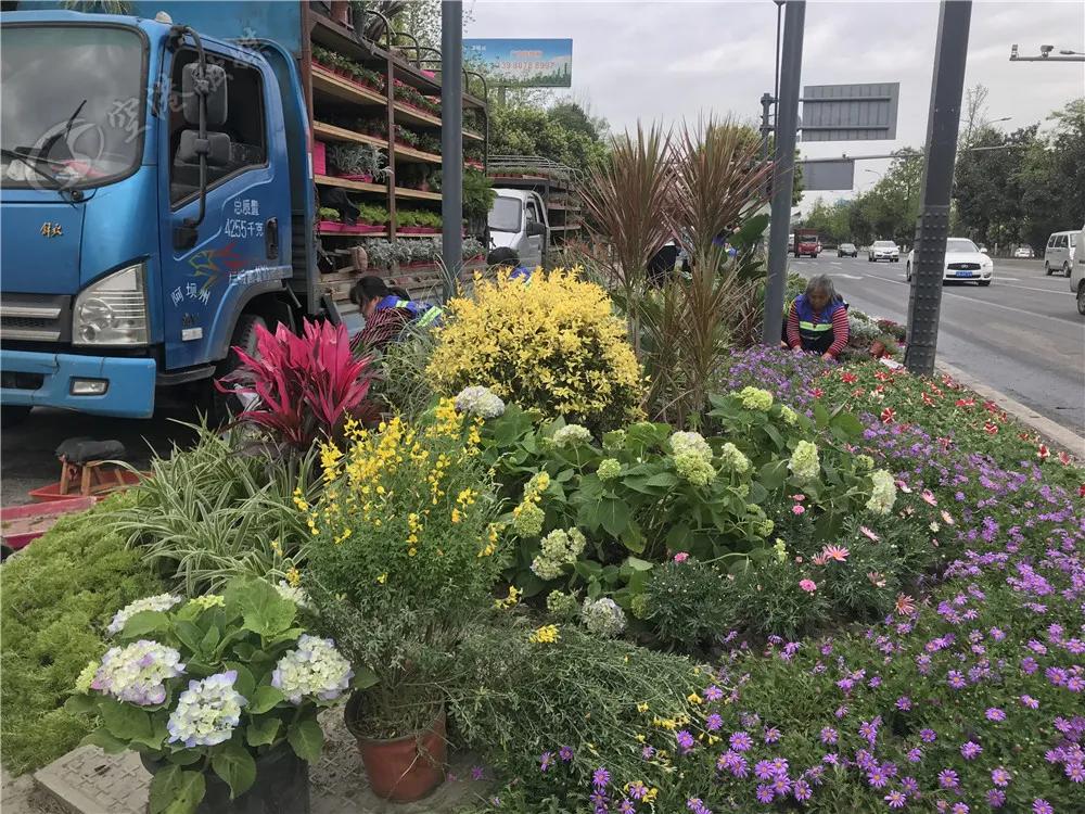 踏春赏花成都这些地方值得去看看,双流踏青赏花