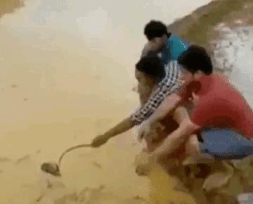 在山上遇到什么野果,在山上遇到哪些野菜