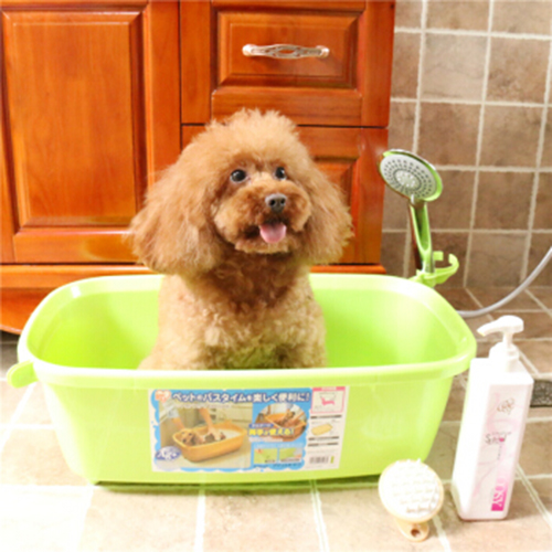 四个月泰迪吃几片复合维生素,泰迪幼犬需要喂维生素还是鱼油