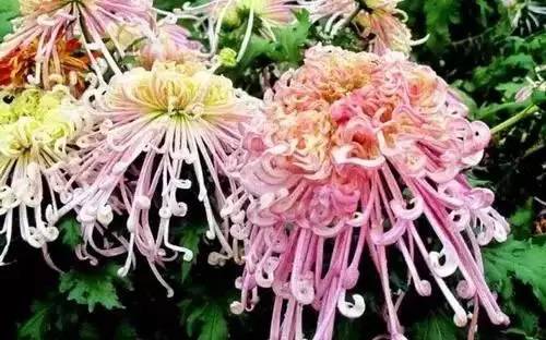 以桂花为市花的城市有哪些,中国每个城市的市花是什么