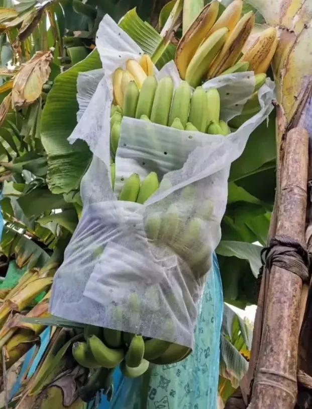 缅北香蕉最新消息,缅北香蕉农