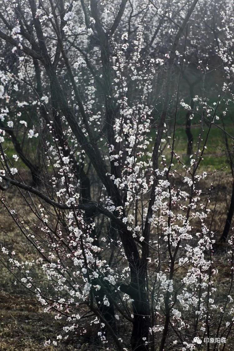 晋城哪里可以春游,晋城附近春游景点