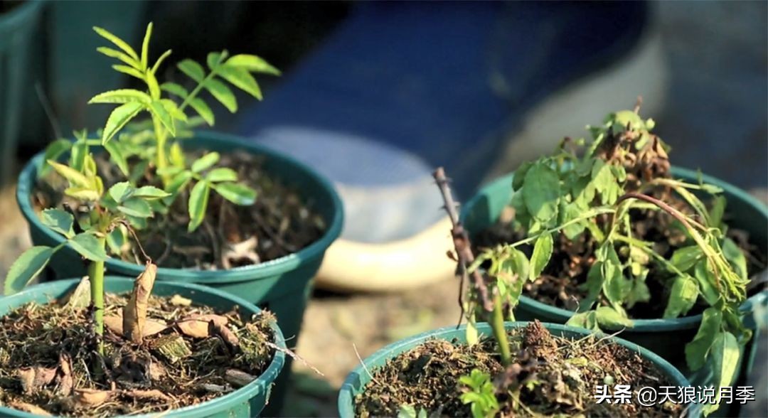 新长的月季叶子卷曲萎蔫怎么回事,月季叶子绿的就蔫了