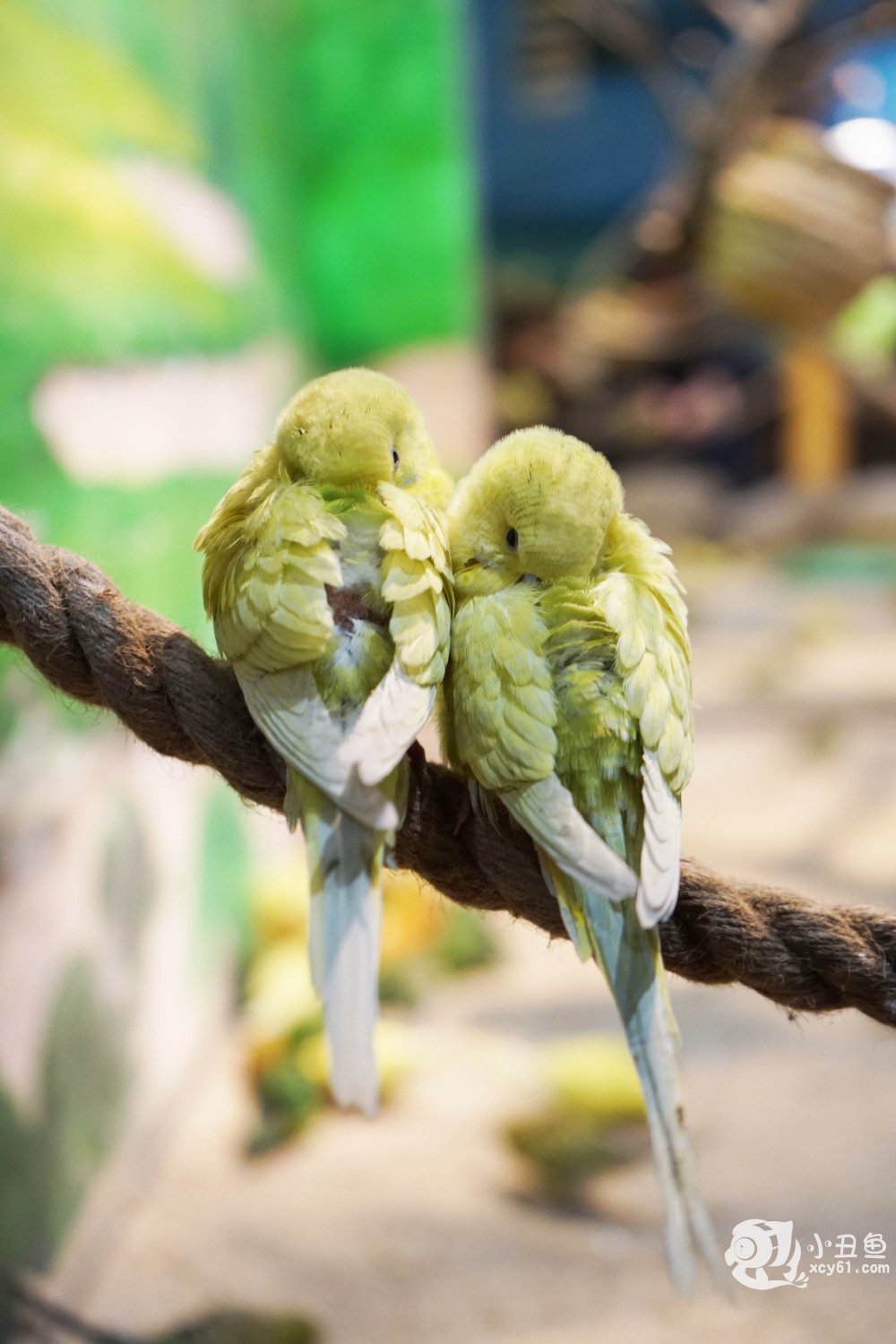 儿童玩的遛娃好去处,有动物的溜娃好去处