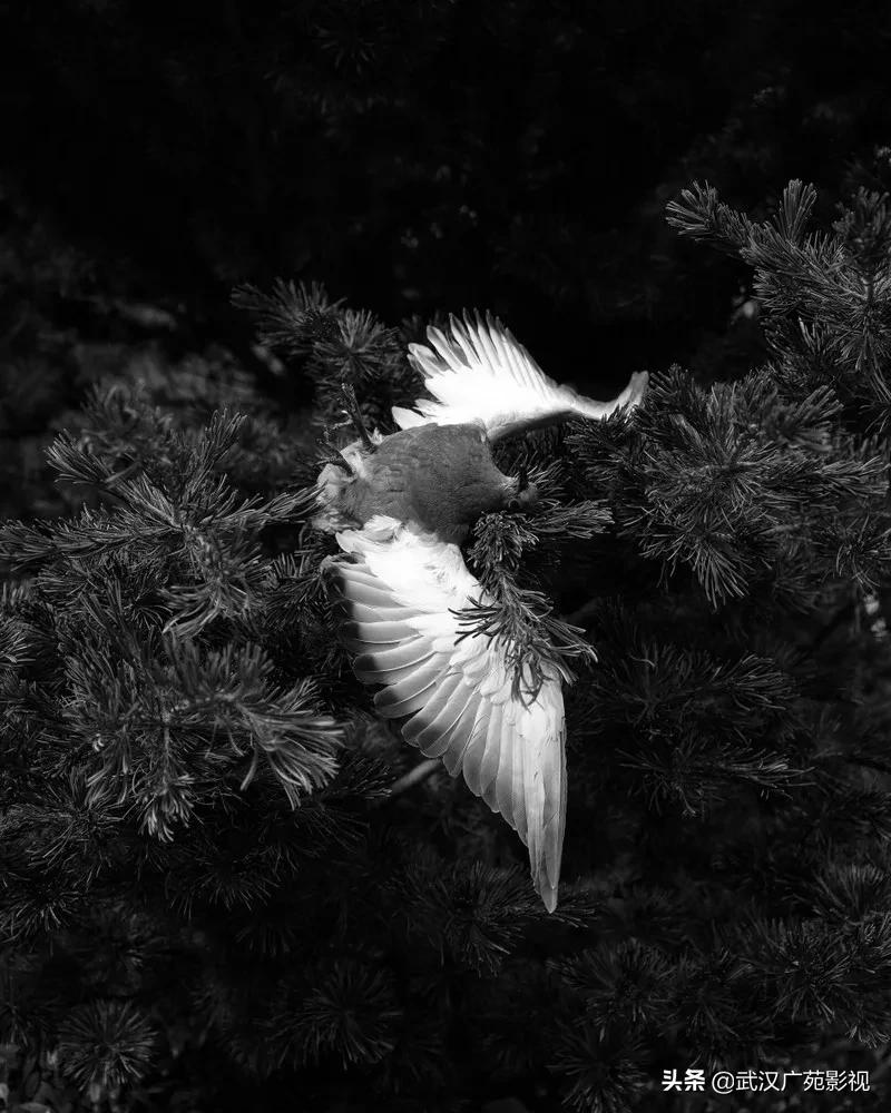 黑白摄影的魅力教案,黑白摄影的特殊魅力美术鉴赏