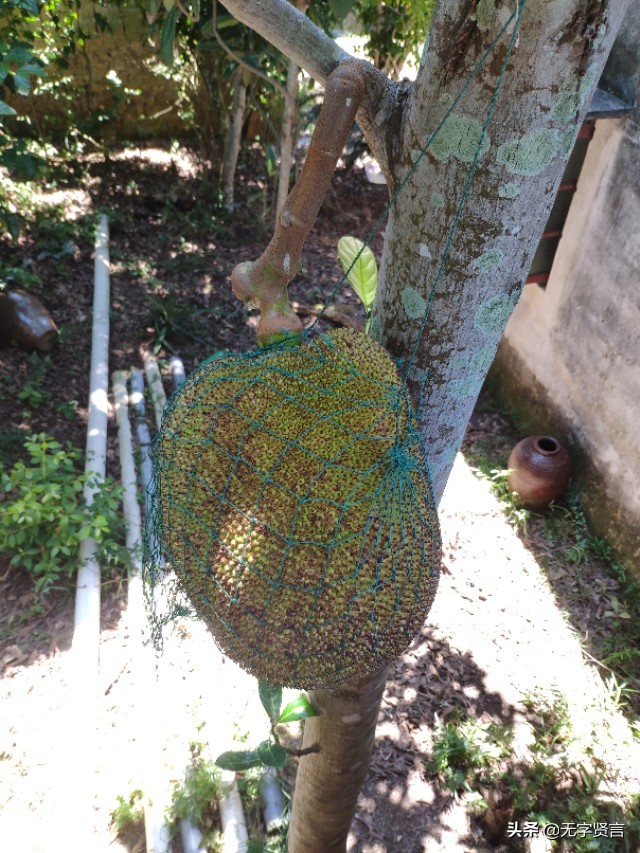 菠萝蜜怎么定价最合理,怎样辨别优质的菠萝蜜