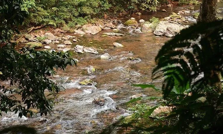 新生代黑马之百花潭!汤香蕴郁百花香,世外桃源的茶,一喝就沉醉