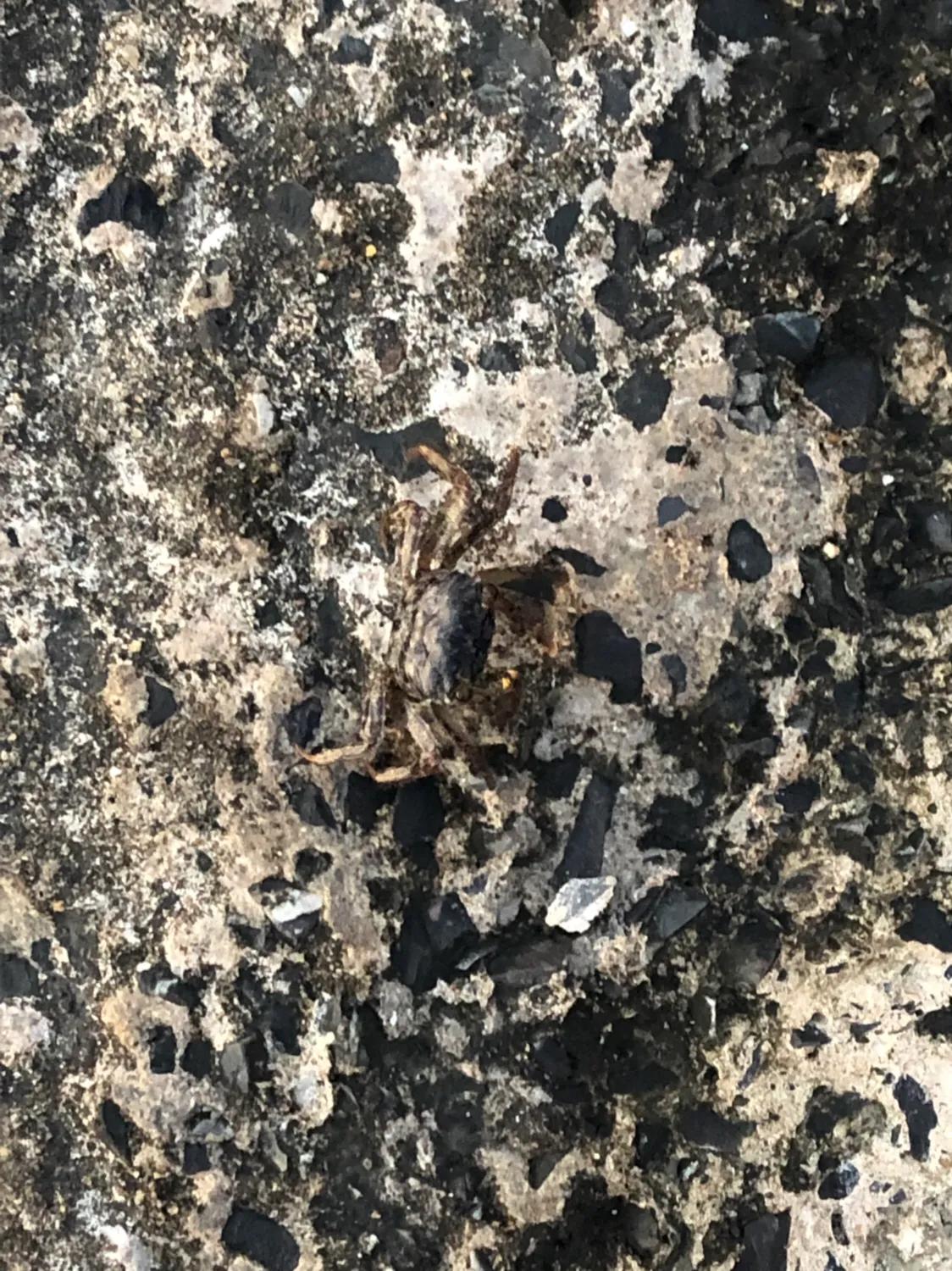 企沙海港小镇,企沙网红小镇叫什么