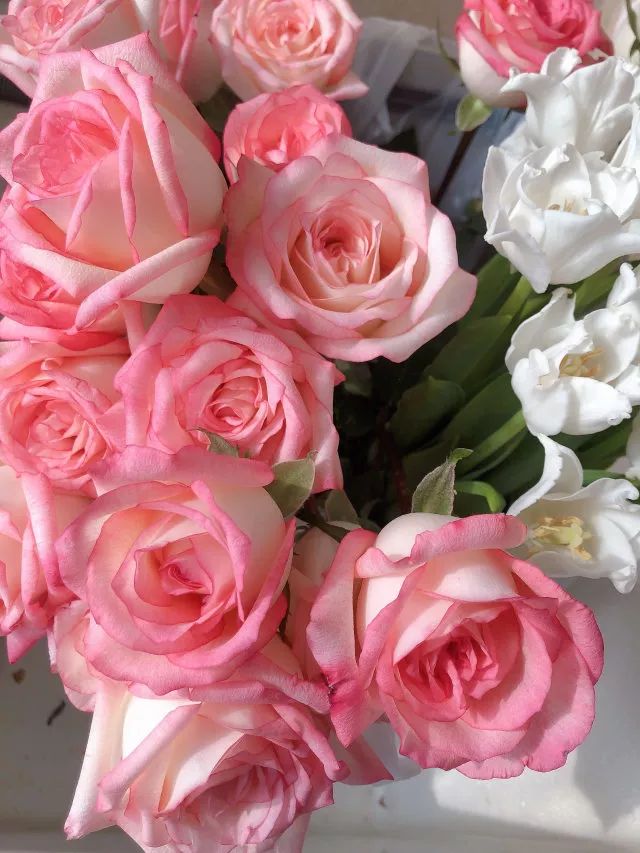 叫醒玫瑰花的办法