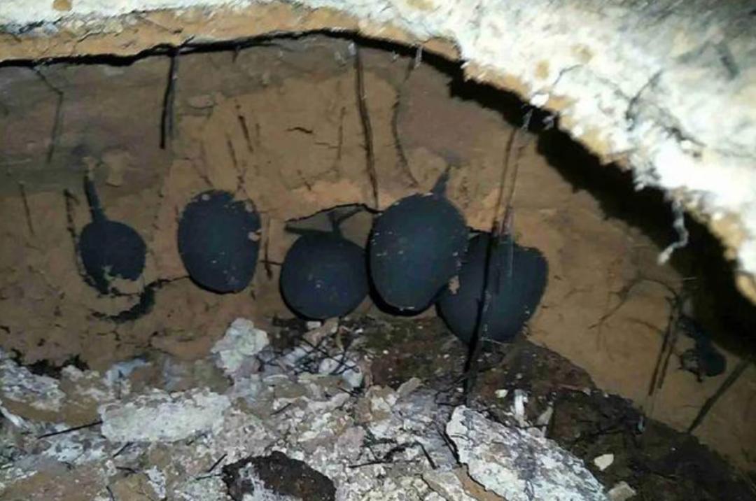 黑柄炭角菌长树上,黑柄炭角菌可食吗