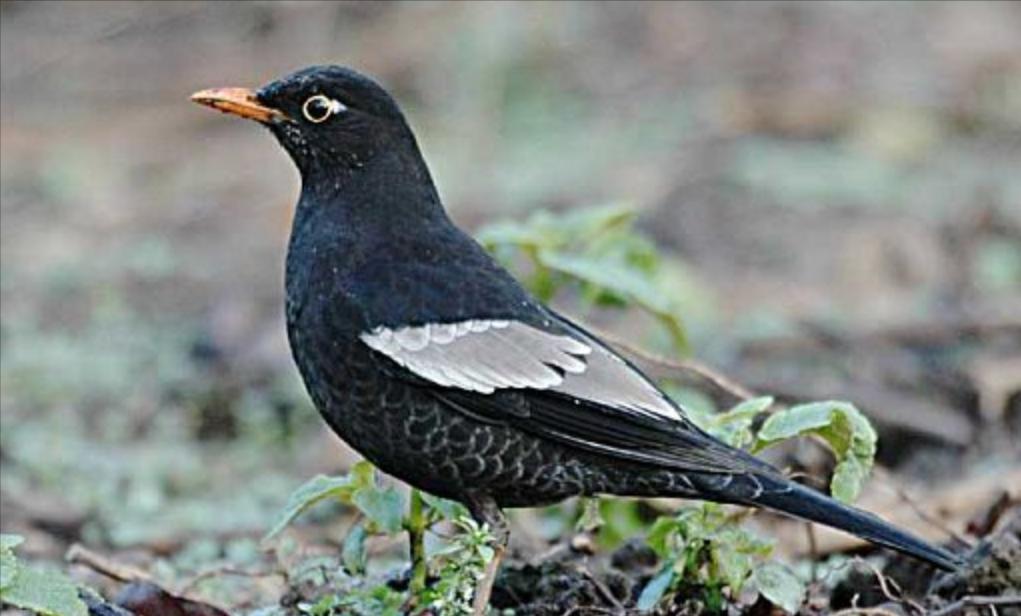 东江揽胜,惠州淡水常见鸟类图谱