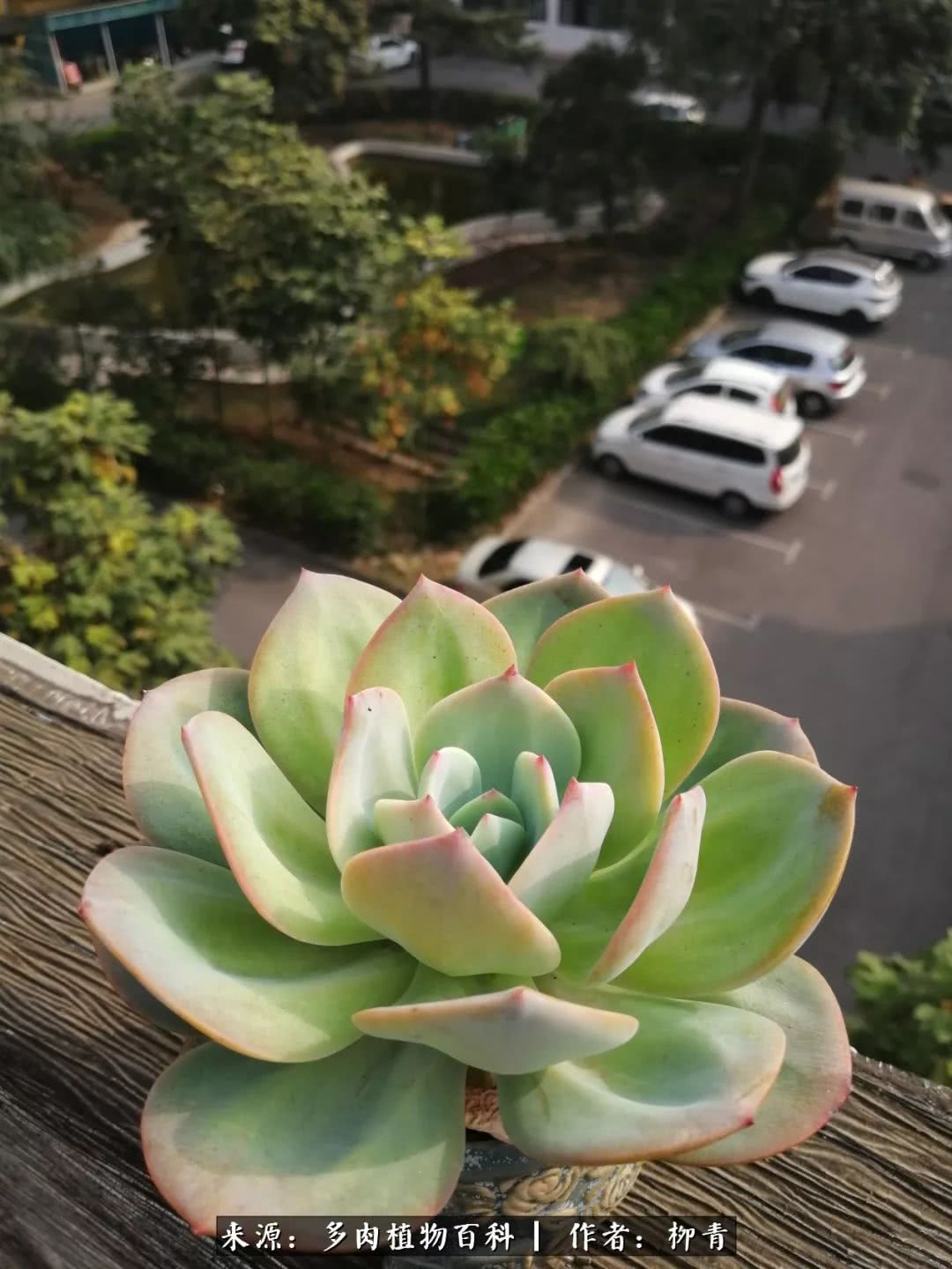 从入卡坑一个月到入卡坑三年,从入坑到现在所有品种开花图