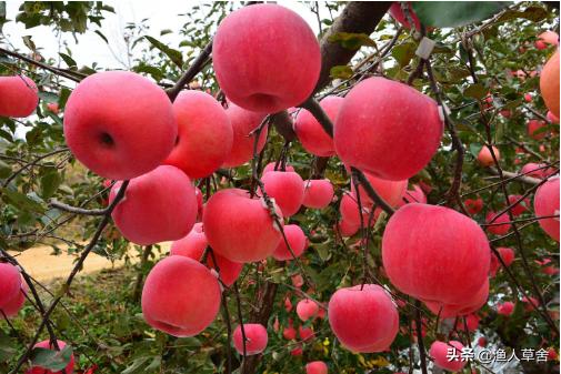 烟台十大农产品,烟台具有特色的农产品