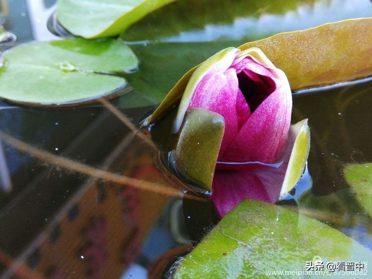 山西农大美丽的校园,山西农大校园风光