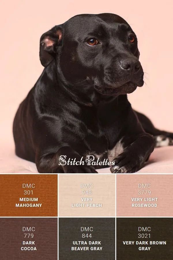 动物配色大全视频,配色的设计灵感