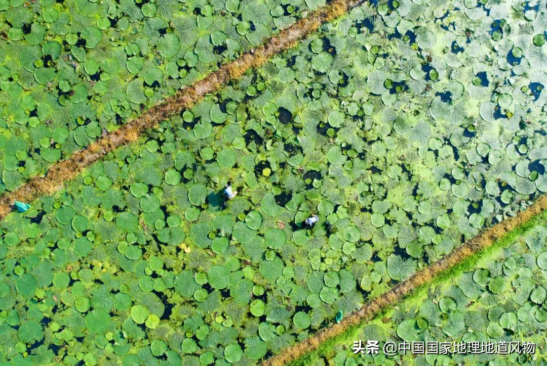 黑龙江和山东谁是农业大省,黑龙江和河南谁是第一粮仓