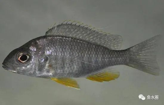 三湖慈鲷马鲷孔雀鱼多久发色,三湖慈鲷鱼之马鲷鱼