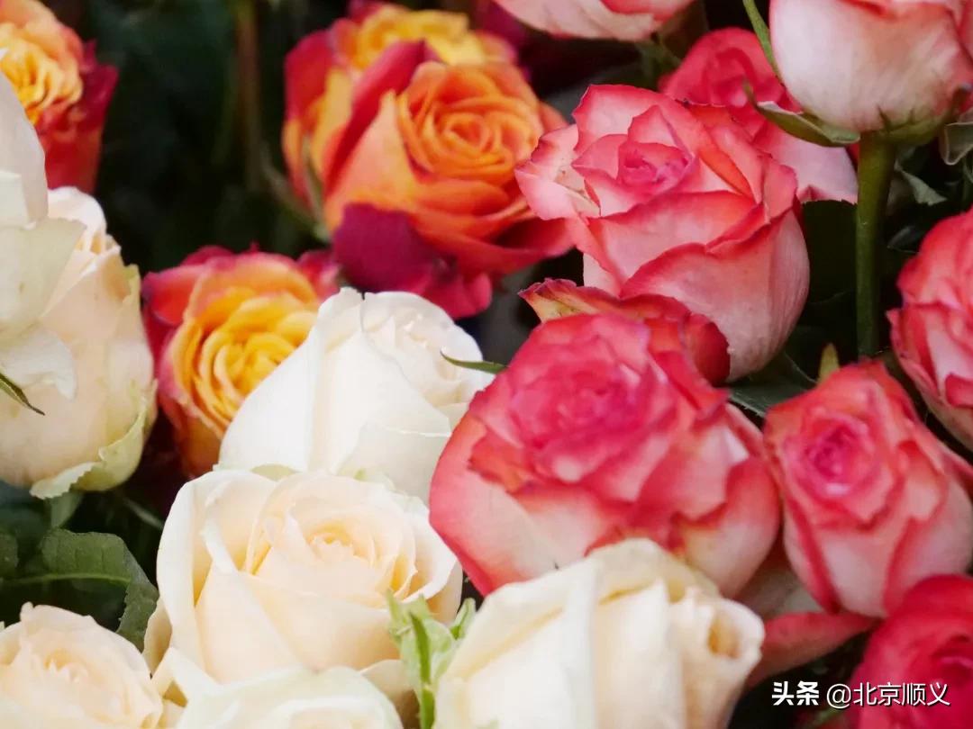 顺义区年货节日福利,顺义区年货节日福利值得购买吗