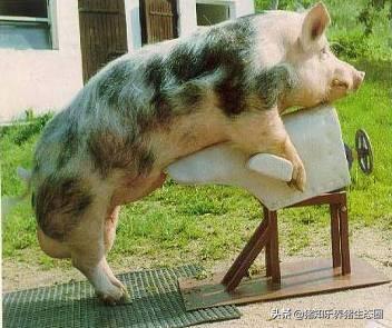 猪授精的正确方法,猪授精的正确方法是什么