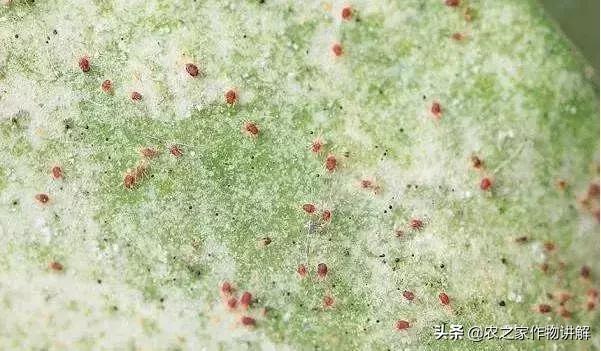 对红蜘蛛成虫效果好的药,冬季低温杀红蜘蛛和卵特效药