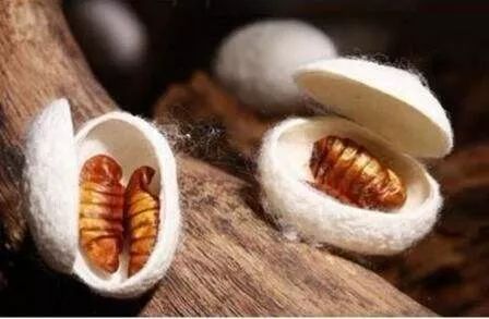 各种被芯的使用年限,各种被芯对比