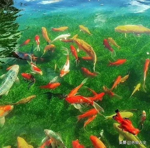 锦鲤春夏养秋冬赏,谈谈锦鲤的春夏秋冬那些事