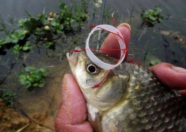 冬季抛竿钓鲫鱼自制钩组,海竿钓小鲫鱼绝密配方