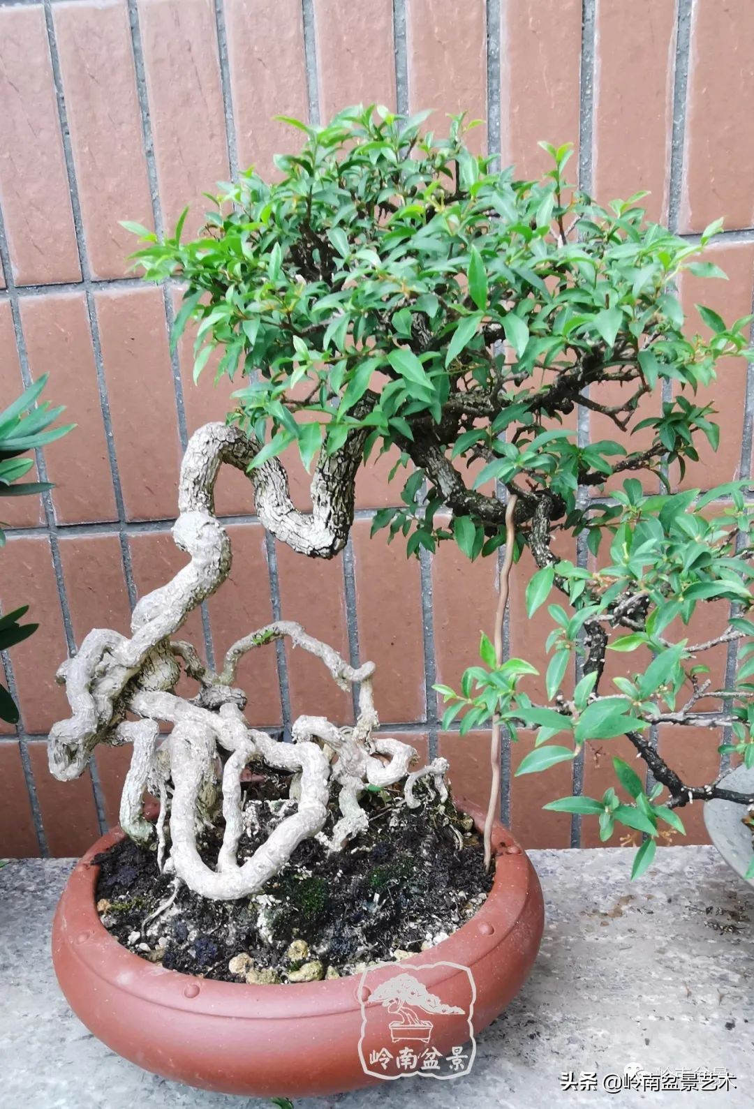 文人杂木盆景精品欣赏,可以做盆景的杂木图片大全