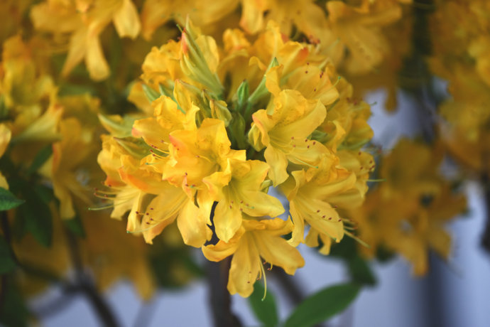 10种最毒花卉,20种大毒花