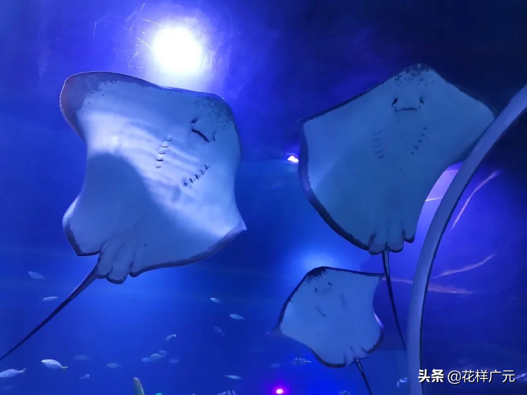 「广元卡尔海洋世界」海洋科普—鳐鱼:其实,我是被压扁的鲨鱼