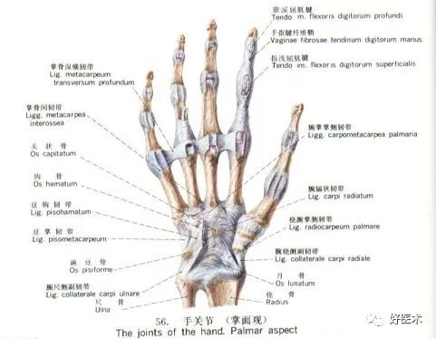 90条韧带的精细解剖、起止点及分布走形，收藏走起