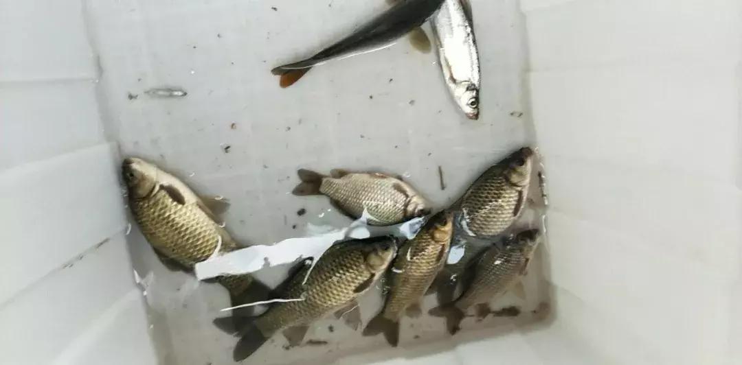 继光水库哪个位置好钓草鱼,继光水库野钓视频