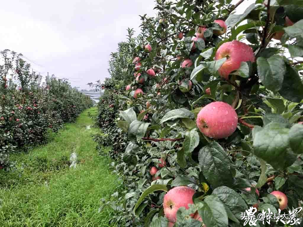 苹果新品种鲁丽,花10000买苹果最新款有必要吗