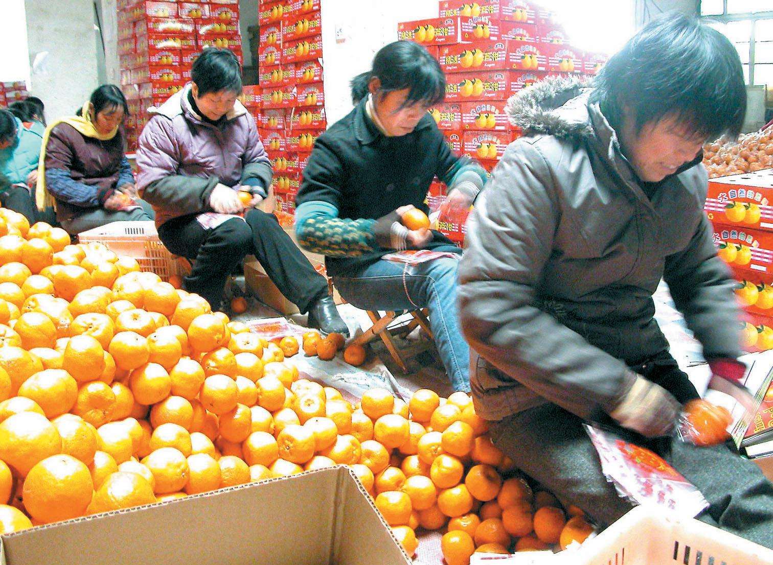 如何把柑橘打开销路,种柑橘增加收益的十条建议