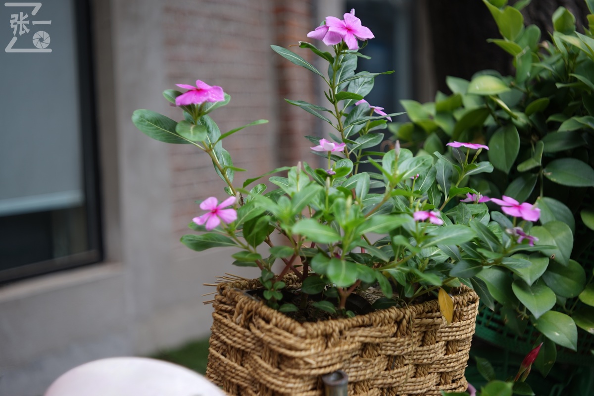 适合索尼a7m4的50定焦镜头测评,索尼a7m4镜头24-105f4测评