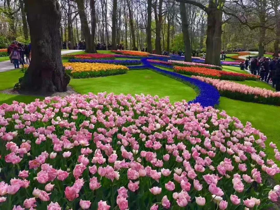 双流空港花田十月份有什么活动,双流空港花田赏花