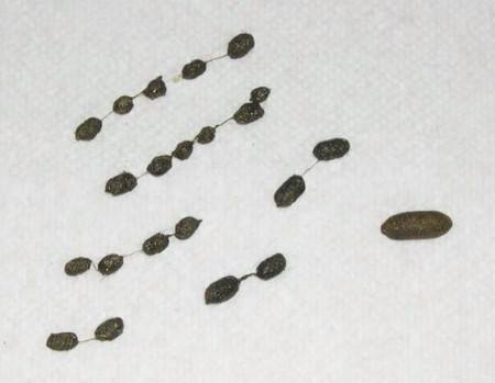 荷兰猪用什么颜色的笼子饲养更好,荷兰猪亲人的饲养方法