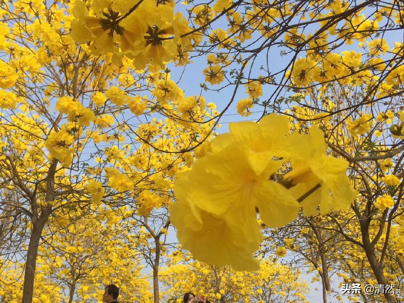 华西坝黄花风铃,我与华