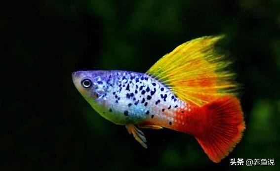 鱼缸养的观赏鱼不吃食怎么办,观赏鱼刚到秋天怎么不愿动了