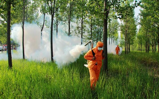 杨树如何防止虫害,杨树螨类虫害怎么治疗