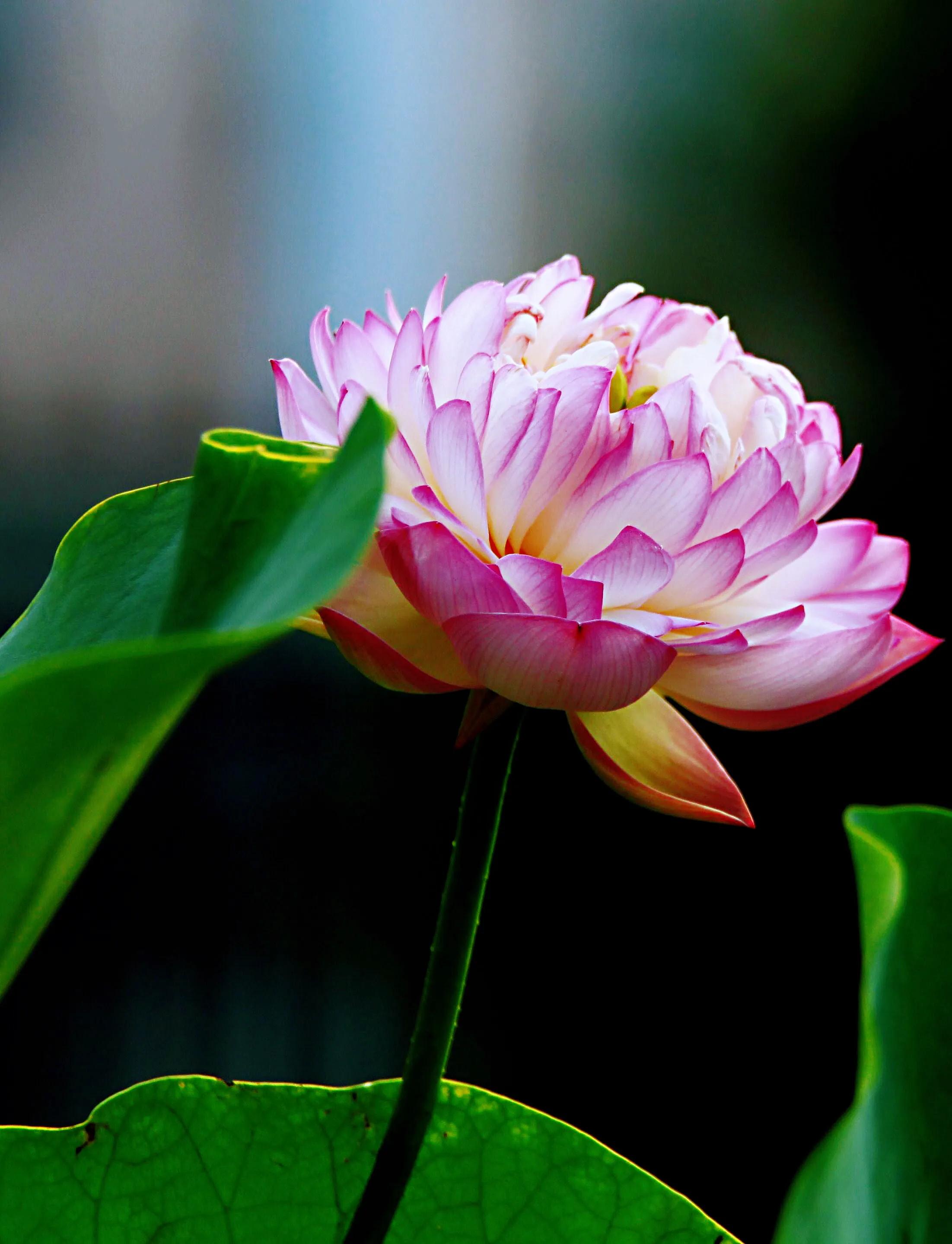 荷花品种大全及名称图片,荷花品种及名称大全图片