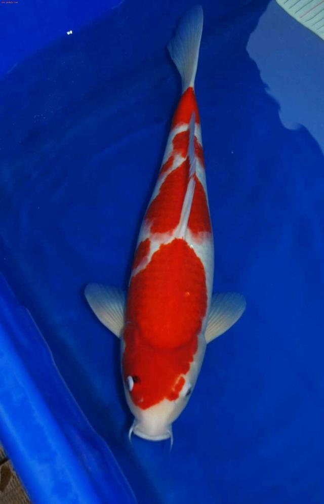 观赏鱼寄生虫杀虫药,观赏鱼杀虫药能随便下吗