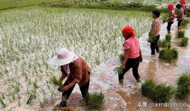 农民返乡创业有哪些好项目可以做,返乡创业扶持项目政策