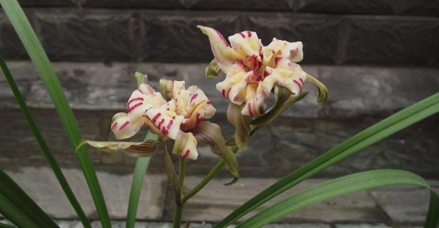 四川160万的天价兰花,四川旺苍珍稀野生兰花濒临灭绝