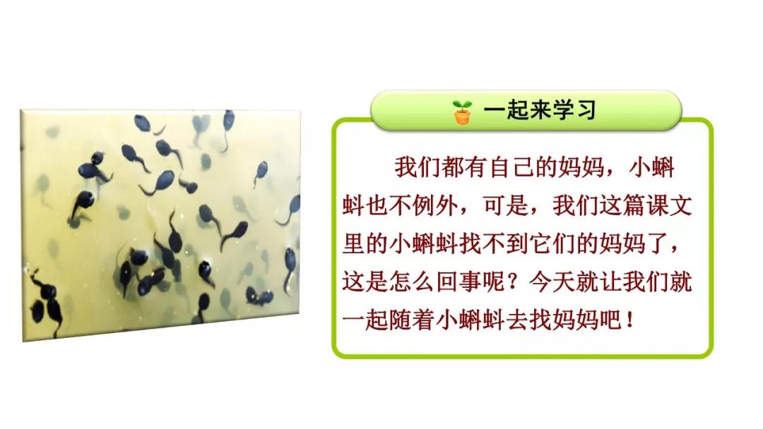 部编小蝌蚪找妈妈讲课视频,部编二上小蝌蚪找妈妈课件