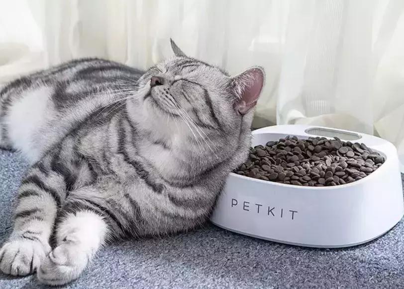 宠物用品鲜花招商|2019天猫宠物鲜花行业招商会席位已开放