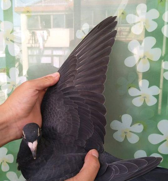 豌豆不易消化怎么办,豌豆喂鸽子营养高吗