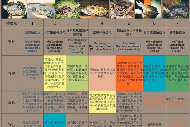 龟的种类大全图解巴西红耳龟,巴西龟品种大全大图高清